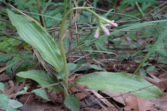 Geodorum densiflorum